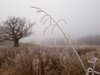 Frost and mist