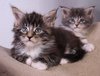 Maine coons kittens