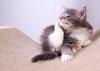 Maine coons kittens