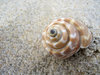 Shell on the beach