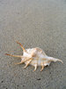Shell on the beach