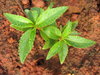 Sapling