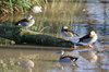 Ducks 2