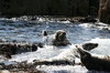 Atlantic Grey Seals 1