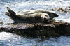 Atlantic Grey Seals 5