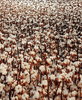 Cotton bolls ready for harvest