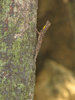 Flying Lizard