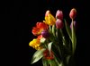 Tulips