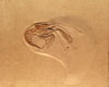 Fossil shrimp