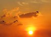 Flight through Dusk