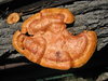 fungus