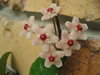 tiny pink flowers