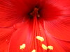 red hibiscus