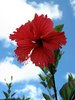 red hibiscus