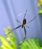 spider