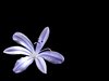 purple flower