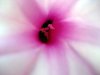 abstract pink flower