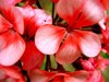 colourful flowers