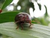 beetle