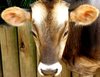 cow