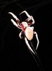spider on web