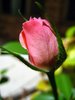 rosebud