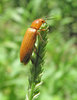 Beetle