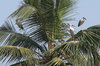 Openbill Storks