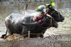 Buffalo Race