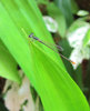 Damselfly
