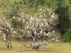 Mandagadde Bird Sanctuary