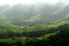 Shola Grasslands