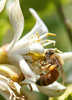 bee busy