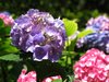 hydrangea bush