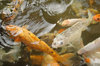 Koi