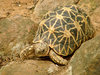 Indian Star Tortoise