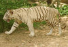 White Tiger