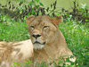 Lioness