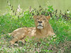 Lioness
