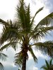 palm tree
