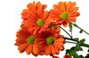 Daisies bunch