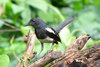 Oriental Magpie Robin
