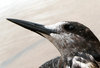 The Sooty Tern