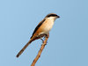 Long Tailed Shrike