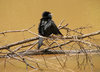 The Little Cormorant