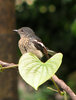 Oriental Magpie Robin