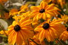 Flowers 3