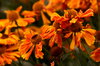 Flowers 1