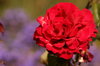 Flowers 5