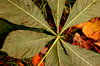 Leaf